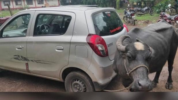 कर्मचारीले घुस मागेपछि कारमा बाँधियो भैँसी