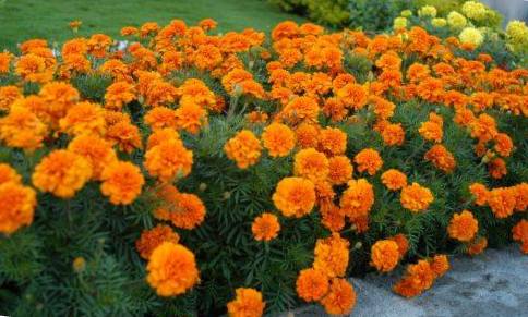 फुल मालाको ब्यापार, आयातमै निर्भर
