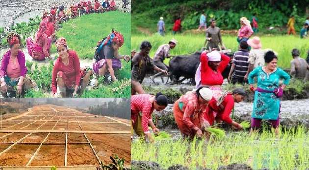 प्रत्येक बर्ष घट्दैछन् किसान, चामल आयत झनै बढ्दै
