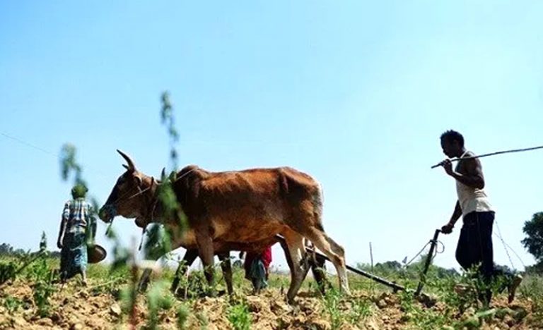 हलिया मुक्त घोषणा भएको १२ बर्ष, अझै पुर्नस्थापनामा समस्या