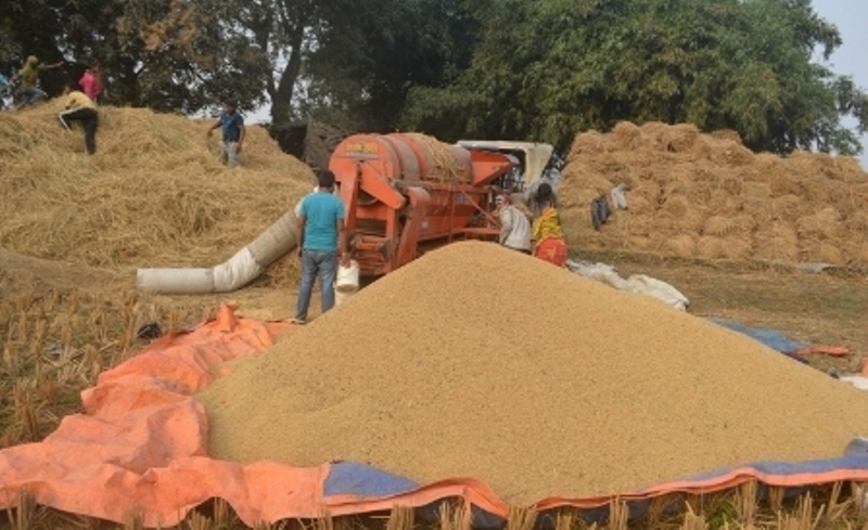 धानमा बिचौलियालाई मालामाल, किसानलाई सधैं मार