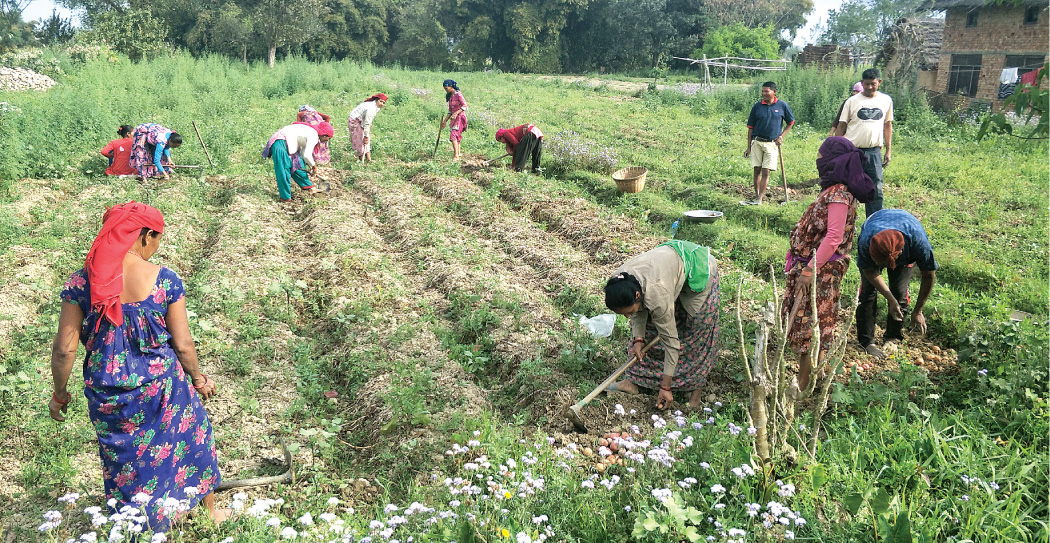 किन गरिदैछ कृषिमा बैदेशिक लगानी भित्र्याउने खेल