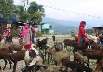 बाख्रा खरिदमा झारा टार्ने काम, किसानहरुको बिरोध, फिर्ता पठाइयो रुकुम पुरयाइएका बाख्रा