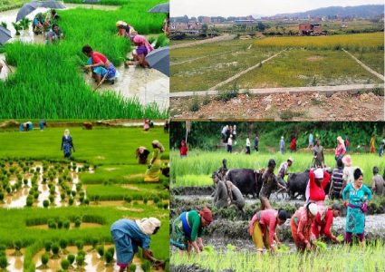 असार १५ अर्थात् धान दिवस, उत्पादन घट्दो, खेतीयोग्य जमिनमा प्लटिङ बढ्दो