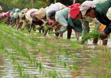 देशभर ७२ प्रतिशत मात्र धान रोपाइँ