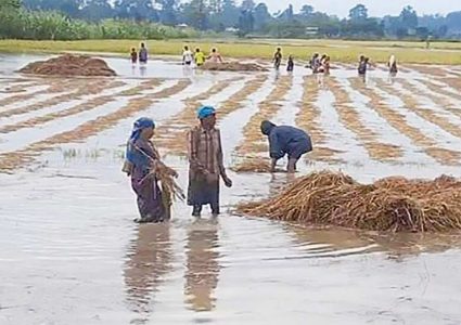भित्र्याउने धान बाढीले बगायो,कहिले हुन्छ राहात घोषणा