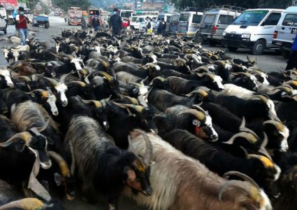 तिब्बतबाट भेडाच्याङ्ग्रा नआउँदा मुस्ताङवासीलाई फाइदा, यो बर्ष मात्रै कमाए ३५ करोड
