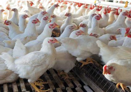 काठमाडौं उपत्यकाका तीन ठाउँमा फेला पर्यो बर्डफ्लू