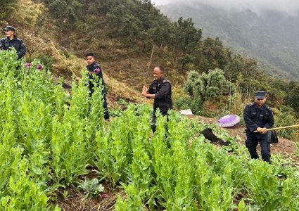रुकुम पश्चिममा प्रहरीद्वारा झण्डै ७ रोपनी बारीमा लगाइएको अफिम खेती नष्ट