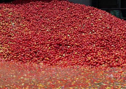 मुल्य बढाउन सडकमै फालियो १० टनभन्दा धेरै गोलभेडा !