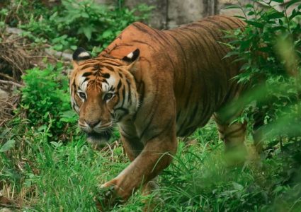 बाघ गणनाको नतिजा सार्वजनिक : संख्या ४२९, वृद्धिदर घट्यो